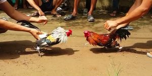 Luật Chơi Đá Gà Tiêu Chuẩn Về Sức Khỏe Và An Toàn Luật Chơi Đá Gà Tiêu Chuẩn Về Sức Khỏe Và An Toàn